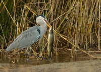 blauwe-reiger-1.jpg