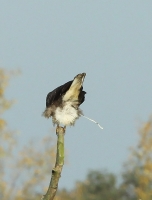 Filename=buizerd.jpg
Filesize=280KB
Dimensions=610x800
Date added=Oct 16, 2011 buizerd.jpg