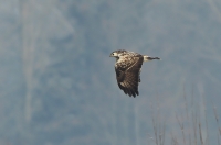 Filename=buizerd1~0.jpg
Filesize=145KB
Dimensions=800x529
Date added=Feb 04, 2012 buizerd1~0.jpg