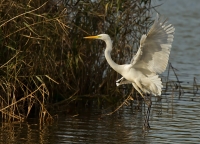 grote-zilverreiger-2.jpg