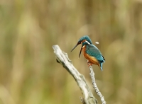 Filename=ijsvogel-np1.jpg
Filesize=254KB
Dimensions=800x590
Date added=Oct 30, 2011 ijsvogel-np1.jpg