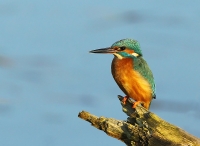 Filename=ijsvogel2.jpg
Filesize=287KB
Dimensions=800x584
Date added=Jan 15, 2012 ijsvogel2.jpg