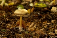 Filename=paddestoel.jpg
Filesize=294KB
Dimensions=950x637
Date added=Oct 20, 2012 paddestoel.jpg