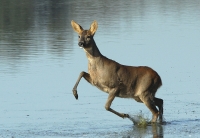 Filename=ree1.jpg
Filesize=240KB
Dimensions=800x554
Date added=Oct 14, 2011 ree1.jpg
