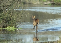 Filename=ree2.jpg
Filesize=294KB
Dimensions=800x570
Date added=Oct 14, 2011 ree2.jpg