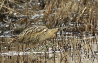 Filename=roerdomp.jpg
Filesize=293KB
Dimensions=800x513
Date added=Feb 26, 2012 roerdomp.jpg