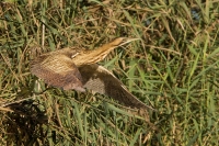 Filename=roerdomp2-web.jpg
Filesize=288KB
Dimensions=1100x734
Date added=Oct 02, 2012 roerdomp2-web.jpg