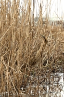 Filename=roerdomp2.jpg
Filesize=293KB
Dimensions=534x800
Date added=Feb 27, 2012 roerdomp2.jpg