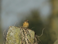 Filename=roodborsttapuit-V.jpg
Filesize=285KB
Dimensions=800x606
Date added=Mar 22, 2012 roodborsttapuit-V.jpg