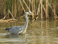 Filename=wilde-eend-1.jpg
Filesize=285KB
Dimensions=800x604
Date added=Apr 17, 2012 wilde-eend-1.jpg