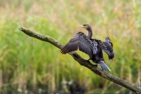 Filename=Aalscholver-16-b-verkleind.jpg
Filesize=298KB
Dimensions=850x567
Date added=Oct 25, 2015 Aalscholver-16-b-verkleind.jpg