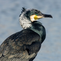 Filename=Aalscholver-9-d-verkleind.jpg
Filesize=298KB
Dimensions=700x700
Date added=Mar 02, 2015 Aalscholver-9-d-verkleind.jpg