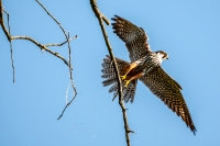 Filename=Gekwetste-boomvalk-1-d-verkleind.jpg
Filesize=287KB
Dimensions=900x600
Date added=Jun 12, 2015 Gekwetste-boomvalk-1-d-verkleind.jpg
