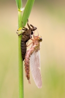 Filename=Glassnijder-(Brachytron-pratense)-2-verkleind.jpg
Filesize=294KB
Dimensions=633x950
Date added=Apr 26, 2015 Glassnijder-(Brachytron-pratense)-2-verkleind.jpg