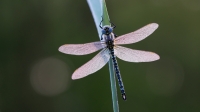 Filename=Glassnijder-3-b-verkleind.jpg
Filesize=296KB
Dimensions=1040x585
Date added=May 10, 2015 Glassnijder-3-b-verkleind.jpg