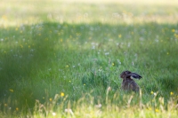Filename=Haas-in-bokeh-1-c-verkleind.jpg
Filesize=294KB
Dimensions=760x507
Date added=May 05, 2015 Haas-in-bokeh-1-c-verkleind.jpg