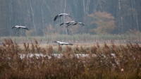 Filename=Kraanvogels-3-verkleind.jpg
Filesize=259KB
Dimensions=900x506
Date added=Nov 20, 2014 Kraanvogels-3-verkleind.jpg