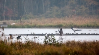 Filename=Kraanvogels-5-b-verkleind.jpg
Filesize=293KB
Dimensions=900x506
Date added=Nov 20, 2014 Kraanvogels-5-b-verkleind.jpg