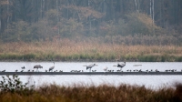 Filename=Kraanvogels-9-verkleind.jpg
Filesize=281KB
Dimensions=900x506
Date added=Nov 20, 2014 Kraanvogels-9-verkleind.jpg