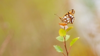 Filename=Parelmoervlinder-1-b-verkleind.jpg
Filesize=206KB
Dimensions=1000x563
Date added=Jul 08, 2015 Parelmoervlinder-1-b-verkleind.jpg