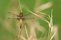 Filename=Platbuik.jpg
Filesize=162KB
Dimensions=600x400
Date added=May 06, 2013 Platbuik.jpg