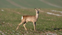 Filename=Ree-15-c-verkleind.jpg
Filesize=283KB
Dimensions=1000x563
Date added=Feb 22, 2015 Ree-15-c-verkleind.jpg