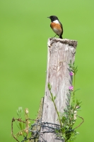 Filename=Roodborsttapuit-1-b-verkleind.jpg
Filesize=291KB
Dimensions=600x900
Date added=Jun 08, 2014 Roodborsttapuit-1-b-verkleind.jpg