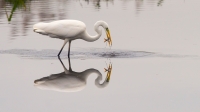 Filename=Zilverreiger-5-d-verkleind.jpg
Filesize=232KB
Dimensions=1000x563
Date added=Oct 25, 2015 Zilverreiger-5-d-verkleind.jpg