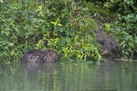 Filename=bever Frank 2.jpg
Filesize=128KB
Dimensions=300x200
Date added=Sep 19, 2013 bever Frank 2.jpg