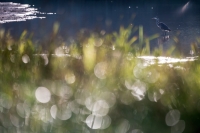 Filename=blauwe-reiger-2-c-verkleind.jpg
Filesize=280KB
Dimensions=900x600
Date added=Oct 18, 2015 blauwe-reiger-2-c-verkleind.jpg