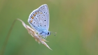 Filename=blauwtje 12 c verkleind.jpg
Filesize=245KB
Dimensions=800x450
Date added=Sep 02, 2012 blauwtje 12 c verkleind.jpg