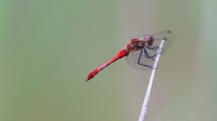 Filename=bloedrode-heidelibel-(Weert)-12-verkleind.jpg
Filesize=137KB
Dimensions=900x506
Date added=Jul 30, 2014 bloedrode-heidelibel-(Weert)-12-verkleind.jpg