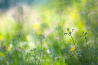 Filename=bloemenweide-bokeh-2-d-verkleind.jpg
Filesize=296KB
Dimensions=840x560
Date added=Jun 28, 2015 bloemenweide-bokeh-2-d-verkleind.jpg