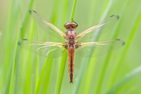 Filename=bruine-korenbout-2-verkleind.jpg
Filesize=285KB
Dimensions=900x600
Date added=Apr 26, 2015 bruine-korenbout-2-verkleind.jpg