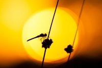 Filename=bruinrode-heidelibel-voor-zonsondergang-2-b-verkleind.jpg
Filesize=168KB
Dimensions=900x600
Date added=Jul 24, 2014 bruinrode-heidelibel-voor-zonsondergang-2-b-verkleind.jpg