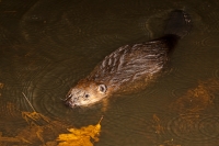 Filename=dam-bouwend-2-verkleind.jpg
Filesize=293KB
Dimensions=900x600
Date added=Nov 18, 2014 dam-bouwend-2-verkleind.jpg