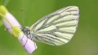 Filename=geaderd witje 4 verkleind.jpg
Filesize=295KB
Dimensions=750x422
Date added=May 06, 2012 geaderd witje 4 verkleind.jpg