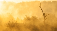 Filename=golden-hour-1-b-verkleind.jpg
Filesize=226KB
Dimensions=1000x563
Date added=Jun 14, 2014 golden-hour-1-b-verkleind.jpg