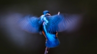 Filename=ijsvogel-1-d-verkleind.jpg
Filesize=273KB
Dimensions=1050x591
Date added=Jun 16, 2015 ijsvogel-1-d-verkleind.jpg