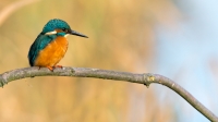 Filename=ijsvogel-38-c-verkleind.jpg
Filesize=238KB
Dimensions=1000x563
Date added=Nov 21, 2015 ijsvogel-38-c-verkleind.jpg