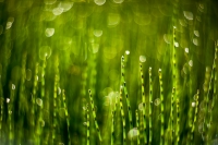 lente-bokeh-8-verkleind.jpg