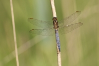 Filename=man 3.jpg
Filesize=161KB
Dimensions=700x467
Date added=Jul 16, 2013 man 3.jpg
