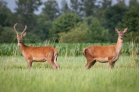 Filename=moeder-en-zoon-1-verkleind.jpg
Filesize=298KB
Dimensions=800x533
Date added=Jul 09, 2015 moeder-en-zoon-1-verkleind.jpg