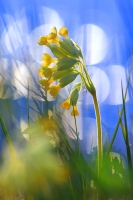 Filename=sleutelbloem bokeh 4 verkleind.jpg
Filesize=235KB
Dimensions=400x600
Date added=Apr 26, 2012 sleutelbloem bokeh 4 verkleind.jpg