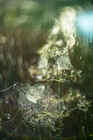 spinneweb-bokeh-1-verkleind.jpg