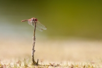 Filename=zwervende-heidelibel-5-c-verkleind.jpg
Filesize=264KB
Dimensions=1000x667
Date added=Jun 25, 2015 zwervende-heidelibel-5-c-verkleind.jpg
