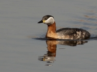 Filename=1D3_20241D3_2024.JPG
Filesize=264KB
Dimensions=1100x823
Date added=Apr 09, 2012 1D3_20241D3_2024.JPG