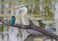 Filename=Ijsvogels 07.jpg
Filesize=291KB
Dimensions=1024x731
Date added=Jun 01, 2014 Ijsvogels 07.jpg