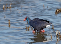 Filename=Purperkoet 08.jpg
Filesize=280KB
Dimensions=1024x735
Date added=May 29, 2015 Purperkoet 08.jpg