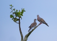 Filename=Zomertortels 02.jpg
Filesize=244KB
Dimensions=1024x734
Date added=Aug 17, 2014 Zomertortels 02.jpg